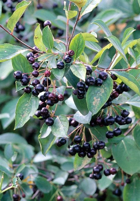 Exploring the Global Cultural Significance of Black Chokeberries in Autumn Festivals